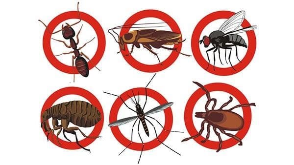 Tìm hiểu chi tiết các cách đuổi côn trùng bay vào nhà đơn giản đến hiện đại